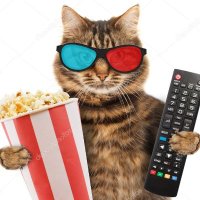 Chat Teigne ๐๐ (@chat___teigne) 's Twitter Profile
