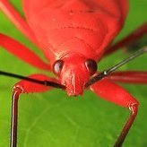 StinkBugUnderground (@bug_underground) 's Twitter Profile