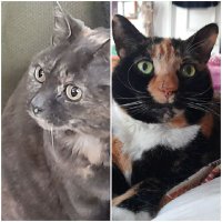 Maisie and Tinka the torties (@secondrescuecat) 's Twitter Profile