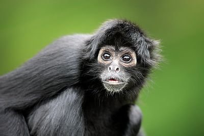 Primates are my favorite animals so I made this account to post stuff about them this is just a hobby, I'm not a professional on zoology or anything.