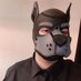 PupJustus (@justuspup) Twitter profile photo PupJustus (@justuspup) Twitter profile photo