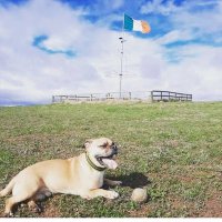 Gavin O Driscoll (@gavodriscoll) 's Twitter Profile
