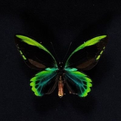 hylohwang's profile picture. 🖤