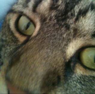 misselizagrey's profile picture. 