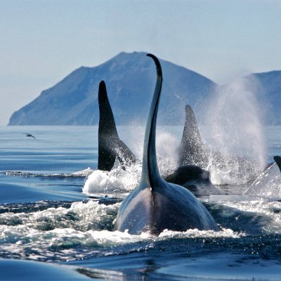 NFT Whale Podさんのプロフィール画像