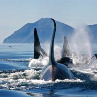 NFT Whale Pod (@pod_nft) 's Twitter Profile