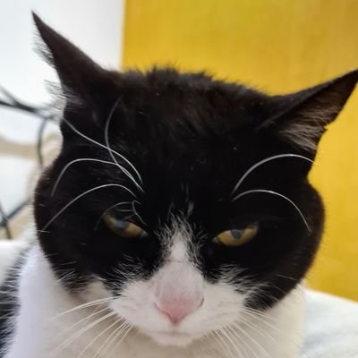 AlexavVanardi's profile picture. Soy el unico que no sabia que el verdadero nombre de Token es Tolkien?