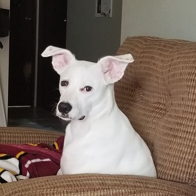 DzSantiago2's profile picture. 