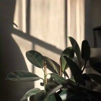 العنود🌱 (@anood_alharbi15) Twitter profile photo