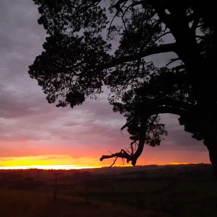 Rogernomics1854's profile picture. Peter Lalor & Ned Kelley became Dan Andrews & Karen.