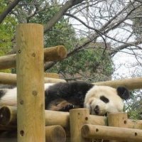 cygnus 125 (@125_cygnus) 's Twitter Profile Photo