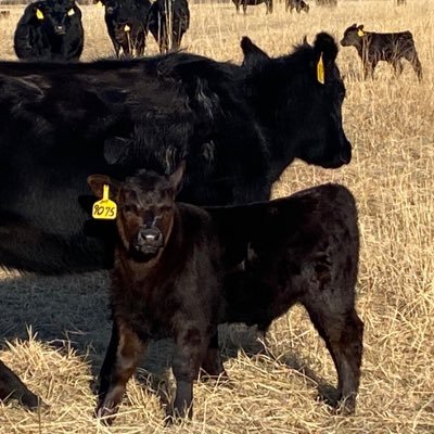 Rancher, purebred angus breeder, 3 daughters, 3 son in-laws ,8 grandkids. Building a herd that can thrive in the Sandhills without a feed wagon