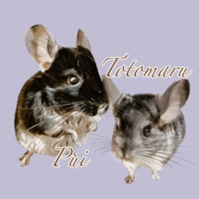 チンチラのトト丸とプイ (@totomarukun0524) / Posts / X