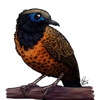 Infinity_the Antbird (@antbirdinfinity) 's Twitter Profile Photo Infinity_the Antbird (@antbirdinfinity) 's Twitter Profile Photo