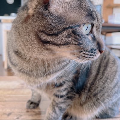 ViVi子🐈さんのプロフィール画像