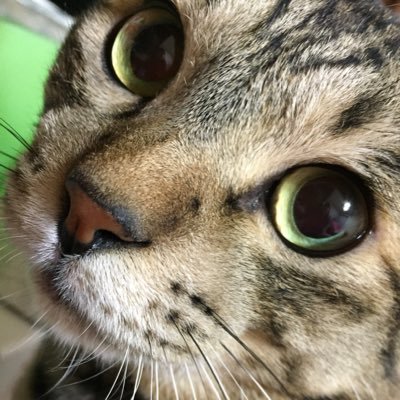かのたん🍒とサバ兄♂(🐱)さんのプロフィール画像