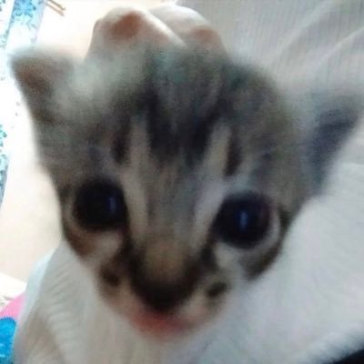 NolaTheCanadian's profile picture. 