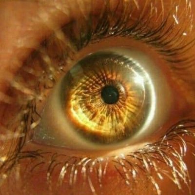 WHATWEDO4FUN's profile picture. honorary patron saint of righteous faggot rage