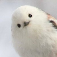 misamisa (@misaxyz) 's Twitter Profile Photo misamisa (@misaxyz) 's Twitter Profile Photo