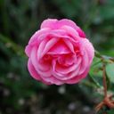 Bertie Meadows - @mrsmeadowshome - Twitter