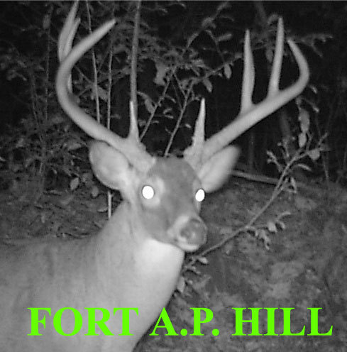 Tweets from Fort A.P. Hill's Fish and Wildlife Section.  Latest news and updates, sightings, and projects.