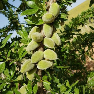 مجموعه نهال سرا تولید کننده انواع نهال های سردسیری مناسب مناطق کوهستانی و بسیار سردسیر