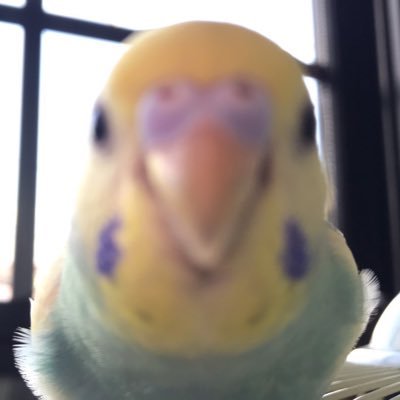 6羽のインコを載せるだけのアカウント。セキセイインコ「ピノちゃん」ボタンインコ「パルムちゃん」オキナインコ「メロンちゃん」ウロコインコ「パインちゃん」