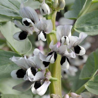 DiVicia is a PRIMA project that aims at revalorizing faba bean and vetches in Mediterranean agriculture.