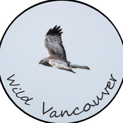 Wild Vancouver - Voice for the Wild - ethical wildlife videographer - please support me - https://t.co/RYtZjG0Iig links ⬇️
