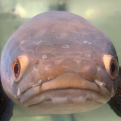 oga_aqua's profile picture. 生き物大好き。最近、大型魚にハマっているオジサンです。宜しくお願いシマース。