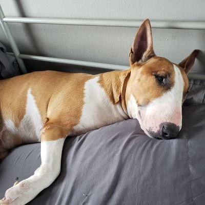 I am a Puerto Rican Bull terrier 🇵🇷 
Dob: July 4 2013
Love the beach 🏖
Taking long naps 
Making new friends
I have a rescued sister named Fifi 
Be my friend