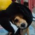 bente uno (@dump_ina_mo) Twitter profile photo