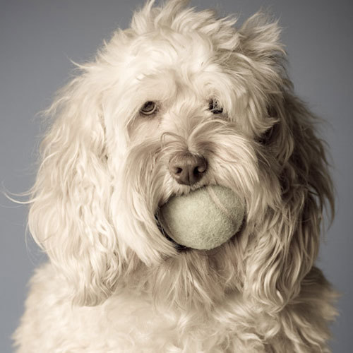 NYCDoggies's profile picture. NYC's Dog Company: dog blog, dog training, dog hiking ...