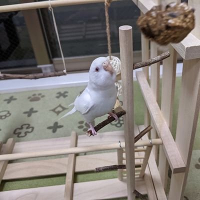 このTwitterのアカウントでは、僕が飼っている鳥（ミルク）をあげたいと思います！
（なるべく）毎日投稿頑張ります！
見たらいいねよろしく！