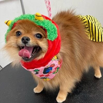 pometerutiara's profile picture. 