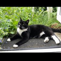 CattyMcCatface (@mc_catty) 's Twitter Profile