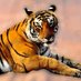 Tiger (@attulv) Twitter profile photo Tiger (@attulv) Twitter profile photo