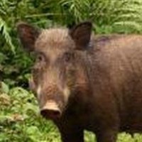 goodboi (@ooeessman) 's Twitter Profile Photo goodboi (@ooeessman) 's Twitter Profile Photo