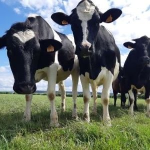 La Ferme Expérimentale d'AgroParisTech se situe en plein cœur de la Plaine de Versailles à Thiverval Grignon ( 78 ).
#innovation  #agritech 
@FrAgriTwittos