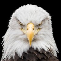 PATRIOT REPORT (@patriot_report1) 's Twitter Profile Photo