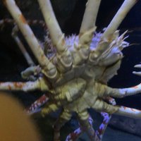 たろうたろう (@t2zoa) 's Twitter Profile