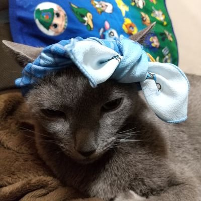 MinPaseri's profile picture. 【川崎フロンターレ】と【ねこ】と【アニメ】が好きです💙 夫（会社員）+私（汚部屋の片付け中）+らむね（猫♂～25/3/21）の3匹家族です 🐬2025メインS北下層で観戦します⚽️ 👹⚔️伊之助推し🐗千冬🏍️棘📣