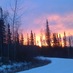Balsam Poplar (@rootriver1) Twitter profile photo