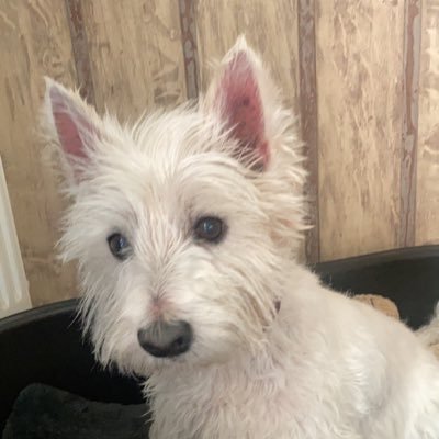 Timotey_isbled's profile picture. Coucouv