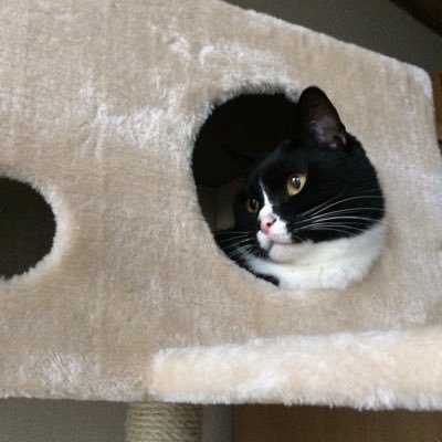 猫好きの板前です！BESEショップにて料理本を出品中です。是非ご覧下さい！フォロバ100％頑張ります！(*´罒`*)