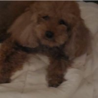 Kay Zin Lae (@kay_2439) 's Twitter Profile Photo Kay Zin Lae (@kay_2439) 's Twitter Profile Photo