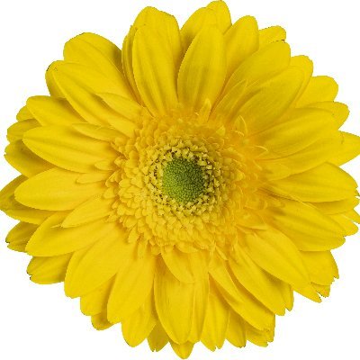 onlythebeth66's profile picture. 🇨🇮/🇨🇦 Woman business owner / spinster / 🐈 mom / fun aunt / car-free / 📺+📚