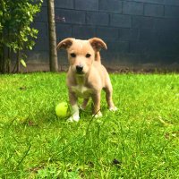 Zoom The Dog (@zoom_dog1) 's Twitter Profile