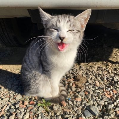 ra3po's profile picture. セフレ、オフパコ希望