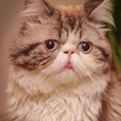 mode_zm's profile picture. كُن طفلآ بالشعور فـ نقآء النوآيا جنـه 🌸